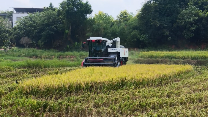 XR720跨区水稻机，高效作业促丰登