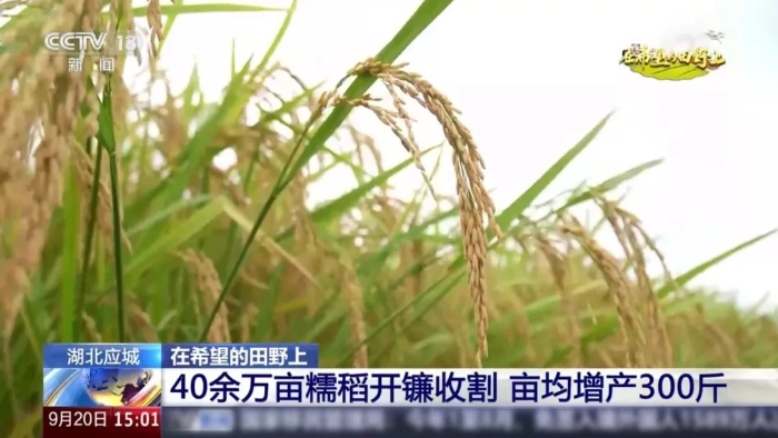 央视聚焦！Z6人生就是博这台“收稻神器”刷屏湖北旷野